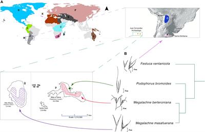 Museomics Unveil the Phylogeny and Biogeography of the Neglected Juan Fernandez Archipelago Megalachne and Podophorus Endemic Grasses and Their Connection With Relict Pampean-Ventanian Fescues